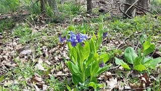 Plant the Gorgeous Virginia Bluebells [upl. by Eanad250]