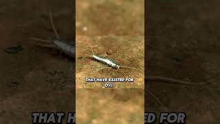 🐜 Silverfish ancient survivors with serious staying powerviralvideo trending trendingshorts [upl. by Bryana]