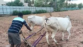 Farmer Kumar ploughing field with Hallikar cow pair in Begur Bengaluru [upl. by Ayokahs473]