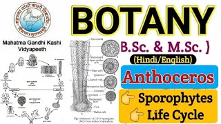 Sporophyte of AnthocerosAnthoceros SporophyteLife Cycle of AnthocerosBSc 1 year Botany Bryophyta [upl. by Yanaton]