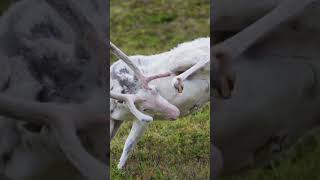 Abisko National Park Sweden shorts nature wildlife [upl. by Xirtaeb465]