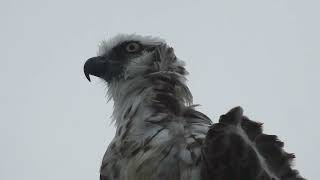 The Osprey of Tuncurry Bridge [upl. by Cuhp360]