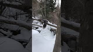 Northern goshawk flying through the forest [upl. by Dotson501]