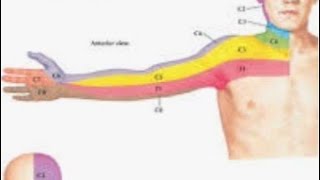 Anatomy and function of cervical nerve C7 [upl. by Anitra867]