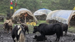 Most Peaceful And Beautiful Himalayan Yak Farming Lifes  Living Poor But Happy Life in Dolpa Nepal [upl. by Scuram]