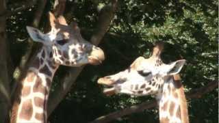 Kissing giraffes at London Zoo [upl. by Publea107]