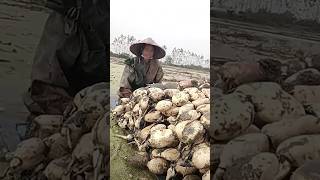 The process of transporting vegetables along the river on a raft [upl. by Oiralih]