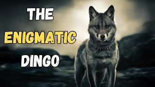 The Enigmatic Dingo Secrets of Australias Wild Dog Revealed [upl. by Nobe]