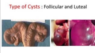 Ovarian Cysts in cattle  Follicular cysts  luteal cysts  cystic ovary  Treatment of Ovarian Cyst [upl. by Jelena]