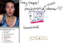 Epithelial tissue 5 Classifiying ET [upl. by Feinleib]