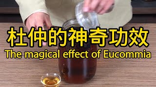 杜仲的功效與作用 The efficacy and function of Eucommia ulmoides [upl. by Esila649]