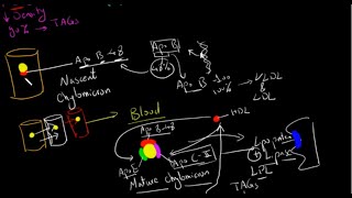 Chylomicrons بالعربى [upl. by Buerger]