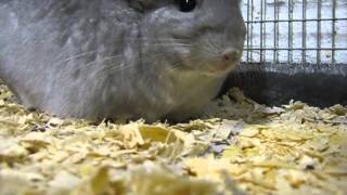 Che Chinchillas Heavily Pregnant Sapphire Female [upl. by Amber49]