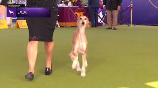 Salukis  Breed Judging 2024 [upl. by Zevahc]