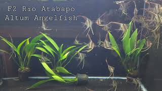 F2 Rio Atabapo Altum Angelfish born and raised in Las Vegas [upl. by Varipapa]