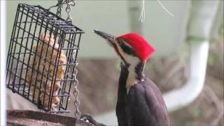 Pileated Woodpecker Call [upl. by Licastro260]