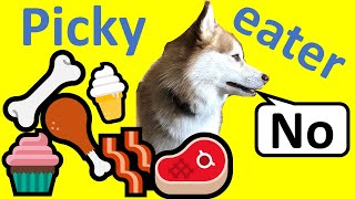 5 simple tips to make our picky Pomsky eat her dry food Picky eater dog training [upl. by Matthia]