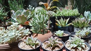 REQUESTED SUCCULENT SETUP QUICK TOUR [upl. by Pall]