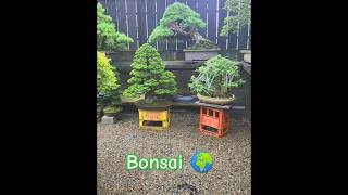 Bonsai 🌍 plants gardening garden internationalvideo 🌳 [upl. by Htebesile]