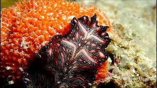 190624  Dives at Kudima Wreck amp Kudarah Thila near Dhigurah  South Ari Atoll Maldives [upl. by Afatsum]