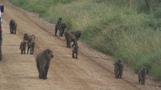 Baboons  Serengeti National Park Africa [upl. by Heron]