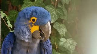 A talking Hyacinth macaw [upl. by Ellimac363]