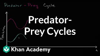 Predator prey cycle  Ecology  Khan Academy [upl. by Chloris422]