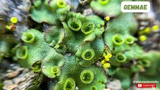 Gemmae in Marchantia  Bryophytes plantscience4u [upl. by Yramanna]