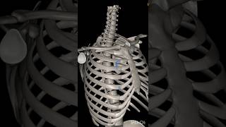 thoracic cage anatomy typical and atypical ribs  physiotherapy shortvideo medicalstudent [upl. by Alathia]