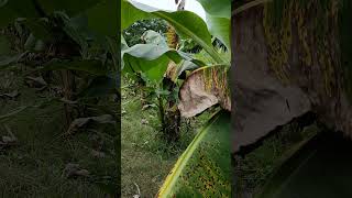 Banana and Arecanut intercropping at Pishikhu Niuland [upl. by Aveneg]