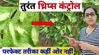 थ्रिप्स तुरंत कंट्रोल कैसे करें  thrips control easily  Thrips chemical control [upl. by Mary]