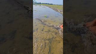 🐳How to Catch Fish with Hands In Hand Fishingpart05 shorts ikan channa ytshorts fish [upl. by Akihsar871]