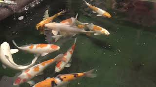 Rainbow Koi Wiltshire Video of High Grade Japanese Koi in Pond 2 [upl. by Niel]