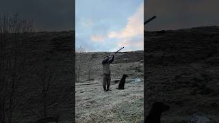 A retrieve for someone else’s dog this time labrador gundog shotgun [upl. by Nicki425]