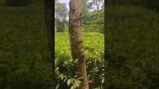 Madhabpur lake Road side driving nature teafarm [upl. by Ashlee]