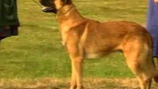 Malinois Ciobanesc belgian [upl. by Thedric641]