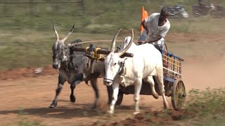 Senior bullocks running the race Narendra bullock cart race corrida de touros [upl. by Doone835]