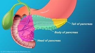 The Role and Anatomy of the Pancreas [upl. by Vinnie]