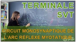 Circuit monosynaptique de larc réflexe myotatique  SVT Terminale  Les Bons Profs [upl. by Richel]