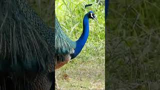 Peacock Dance peacock peacocklove birds birdwatching [upl. by Ahseym946]