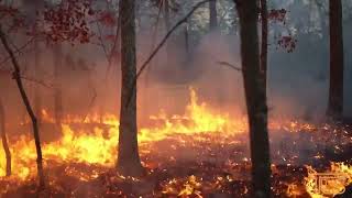 Country Club Wildfire in Lakewood NJ [upl. by Lilah961]