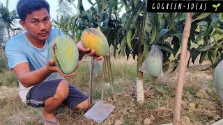 Subarnarekha Kujai Mango 4Kg Mango Farming In Tripura 🇮🇳 [upl. by Allevon349]