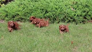 Cavapoo Puppies For Sale [upl. by Gesner]