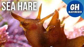 Species Spotlight  Sea hare Aplysia punctata [upl. by Bee]