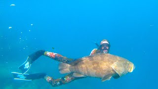 Spearfishing Stradbroke Island  Moreton Bay 2023 [upl. by Yuu244]