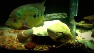 Skip  Pyro Trimac Cichlid breeding Mogul [upl. by Asia]