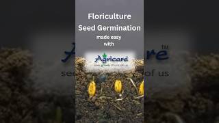 Germination of a Seed timelapse shorts agricare floriculture shots agriculture ytshorts [upl. by Yeniffit]