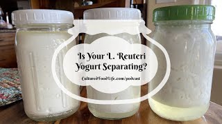 Podcast Episode 267 Is Your L Reuteri Yogurt Separating [upl. by Electra]