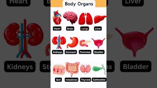 Internal Organs of Human Body organs bodyorgans internalorgans knowledgeeducation shorts [upl. by Aneres]