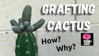 How I Graft a Cactus  Grafting Cactus [upl. by Tyika]